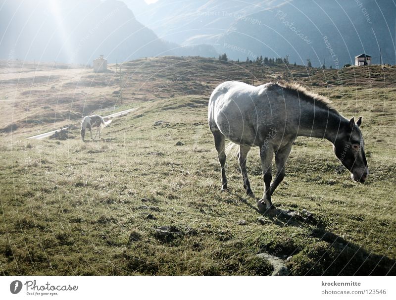 Come to where the flavor is Horse Meadow Sunbeam Alpine pasture Back-light Green Mane Mountain To feed Nutrition Alp Flix Switzerland Canton Graubünden Mammal
