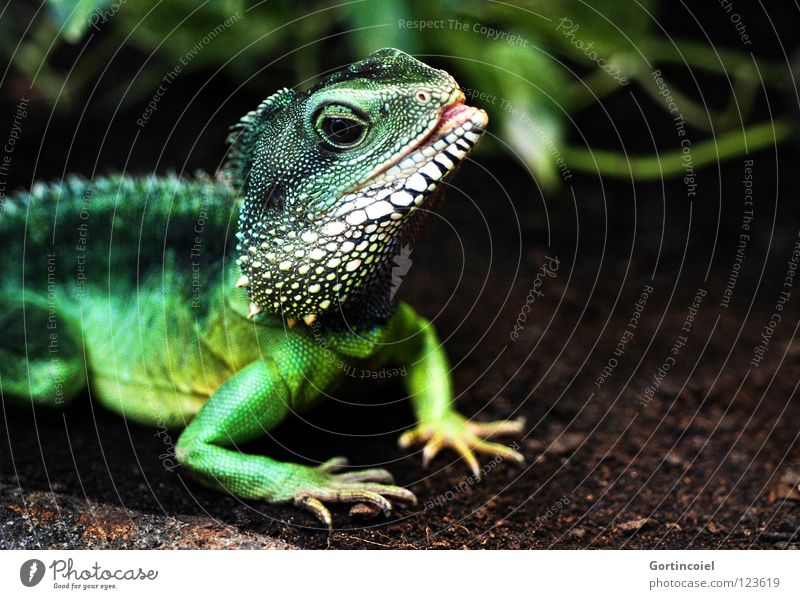 Echsot II Exotic Zoo Green Terrarium Reptiles Saurians Agamidae Water dragon Iguana Muzzle Tongue Physignathus cocincinus Colour photo Multicoloured Close-up