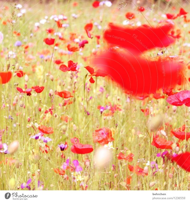 splotch of paint Nature Plant Spring Summer Autumn Beautiful weather Flower Grass Leaf Blossom Wild plant Poppy Garden Park Meadow Field Blossoming Faded Growth