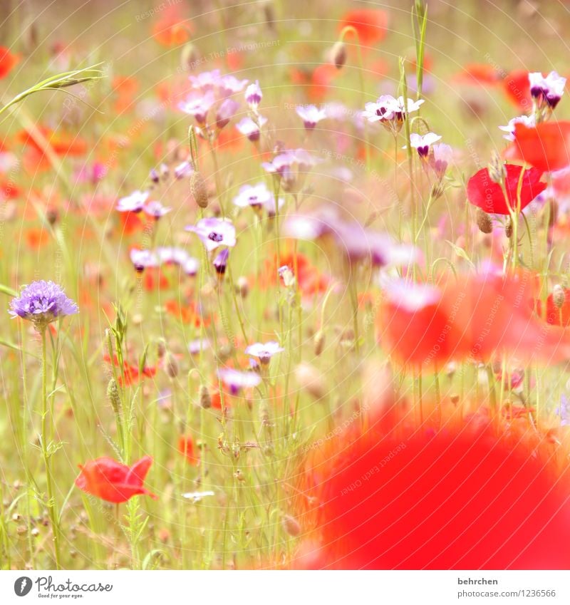 T Nature Plant Sun Spring Summer Autumn Beautiful weather Flower Grass Leaf Blossom Wild plant Poppy Garden Park Meadow Field Blossoming Growth Kitsch Violet