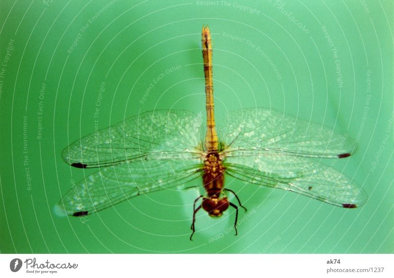 dragonfly Dragonfly Green Insect Water Macro (Extreme close-up) Wing Flying