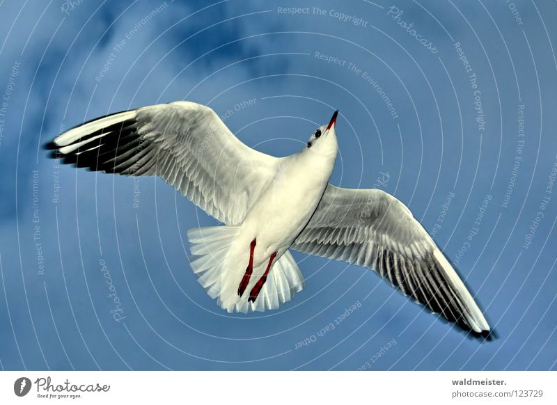 seagull Seagull Black-headed gull  Bird Feather Beak Ocean Beach seagull case not again Sky Aviation Flying Wing