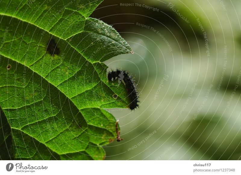 hungry small caterpillar / peacock eye Nature Plant Leaf Foliage plant Meadow Animal Wild animal Butterfly 1 Baby animal To feed Crawl Caterpillar