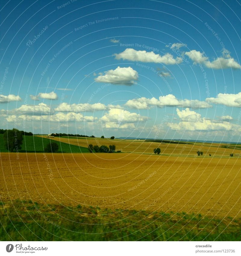 sheep clouds over the middle of germany II Field Agriculture Meadow Summer Clouds Tree Bushes Manmade landscape Production Blue sky Nutrition