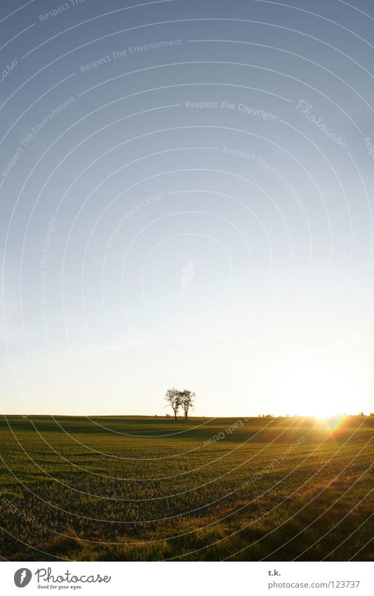 From the life of a tree I Tree Field Sunset Back-light Meadow Autumn Nature Sky Landscape