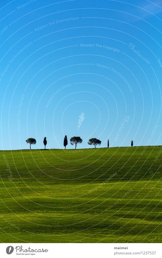 Seven lonely trees in green Tuscany meadows Vacation & Travel Freedom Sun Landscape Cloudless sky Clouds Horizon Spring Beautiful weather Tree Grass Meadow Hill