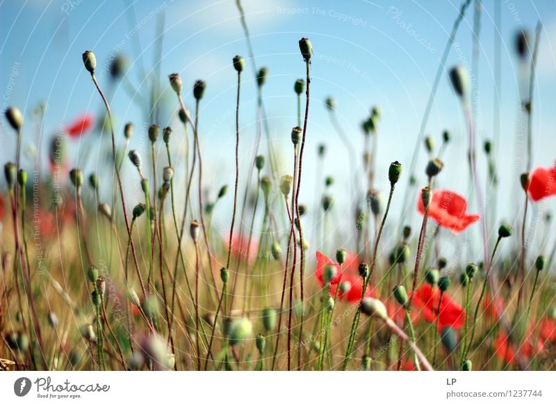 capsules Environment Nature Landscape Plant Elements Air Earth Sky Cloudless sky Horizon Spring Summer Climate Beautiful weather Grass Blossom Agricultural crop