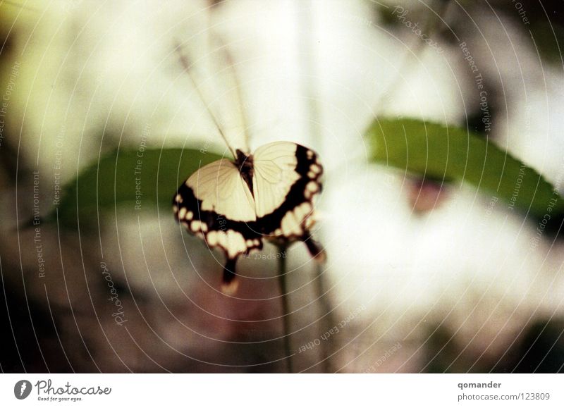 motion Butterfly Flower Leaf Red White Green Depth of field Macro (Extreme close-up) Spring Summer Feeler Close-up Beautiful Orange Nature Exotic Wing