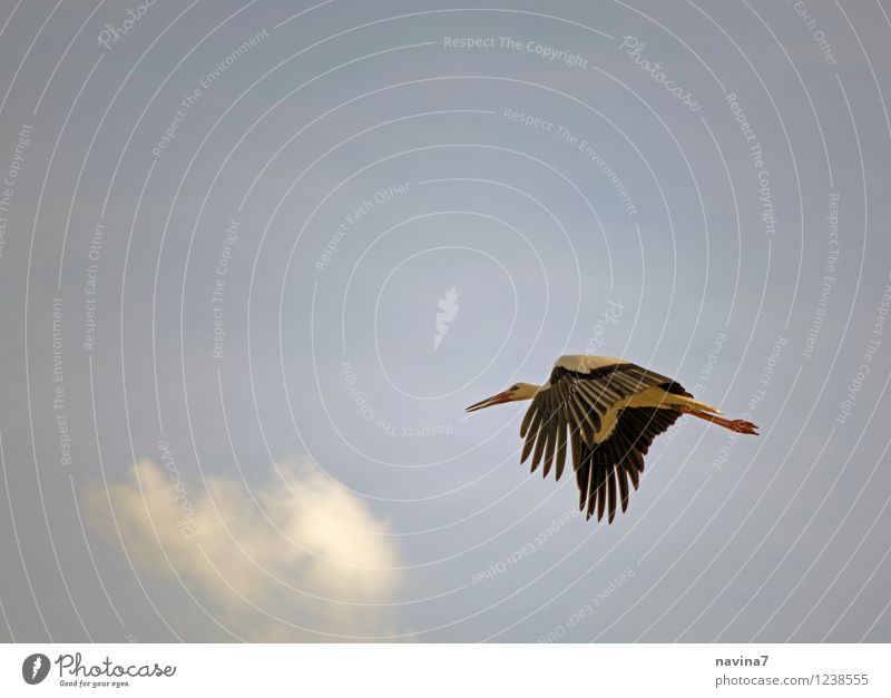 Master Adebar Air Sky Summer Beautiful weather Animal Wild animal Bird Stork 1 Running Elegant Speed Blue Freedom Environment Flying Kindergarten