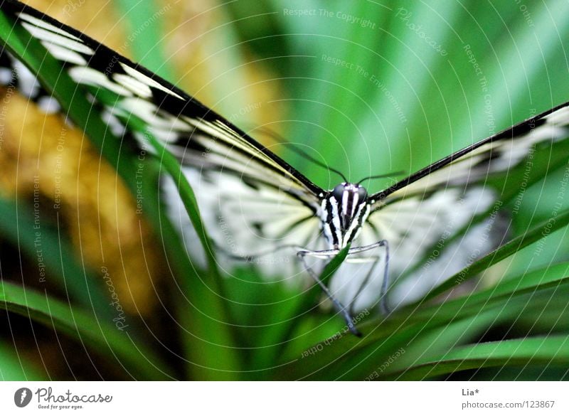 inspiring Beautiful Nature Leaf Butterfly Wing Stripe Flying Sit Green Black White Easy Fine Feeler Insect Graceful Close-up Detail Macro (Extreme close-up)