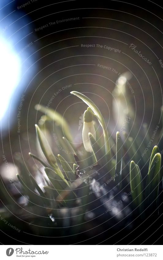 spring Snowdrop Spring Green Black Plant Blossom Black & white photo herald of spring galanthus springtime pote flowers