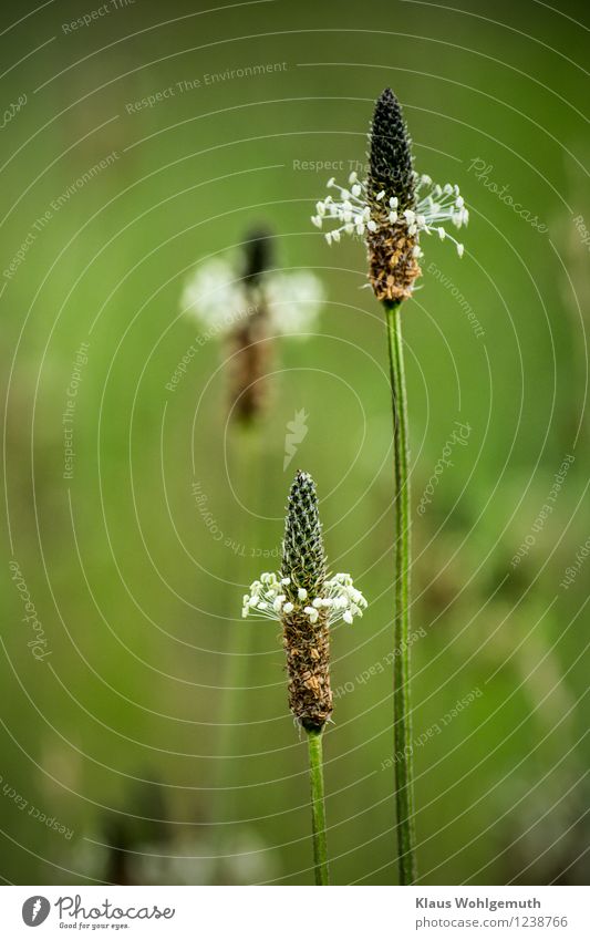Small world on the wayside ( Ribwort plantain ) Medication Environment Nature Plant Summer Beautiful weather Blossom Wild plant Medicinal plant Plantain Meadow