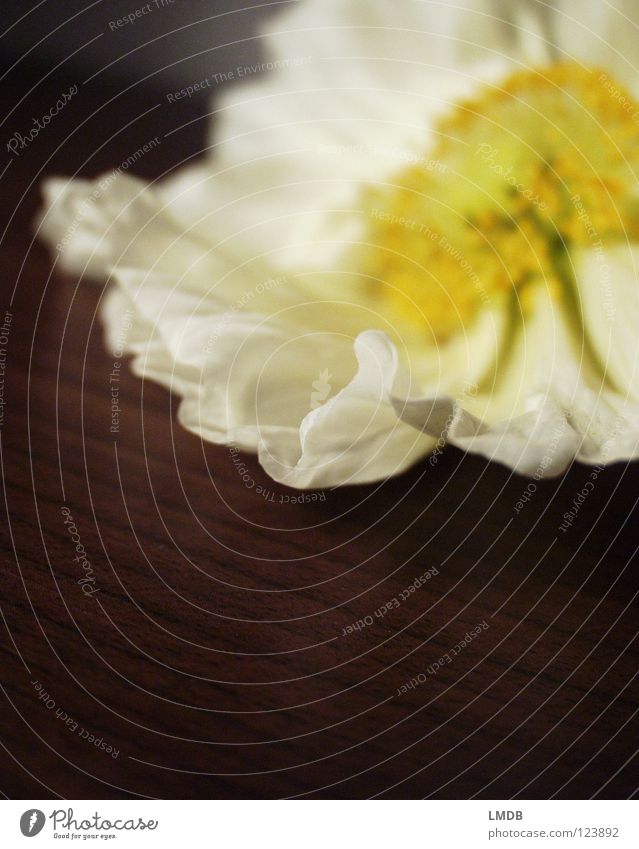 Delicate Poppy Poppy blossom Flower Blossom White Yellow Pollen Stamen Plant Blossoming Spring Summer Wood Surface Fine Easy Airy Waves Undulating Folded