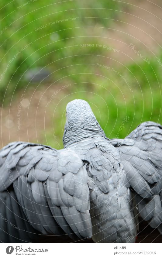 departure Freedom Animal Pet Wild animal Bird Wing Grey Parrotlet Flying Gray Green Anticipation Beginning Colour photo Exterior shot Copy Space top Day