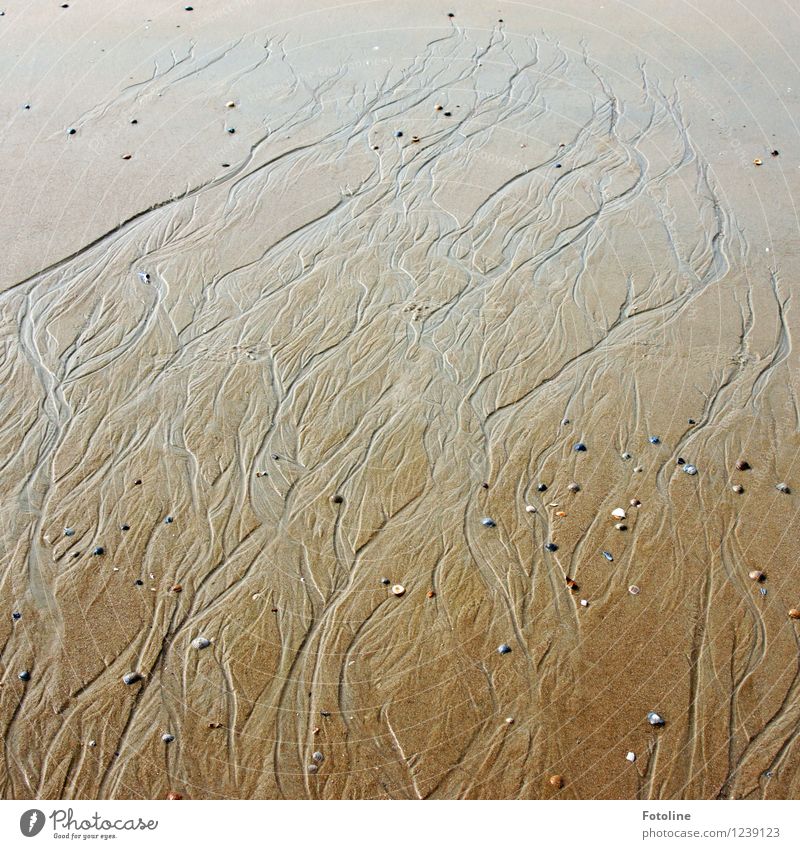 Artwork of nature Environment Nature Elements Earth Sand Water Beautiful weather Coast Beach North Sea Ocean Wet Natural Brown Tideway Pebble Stone Line Pattern