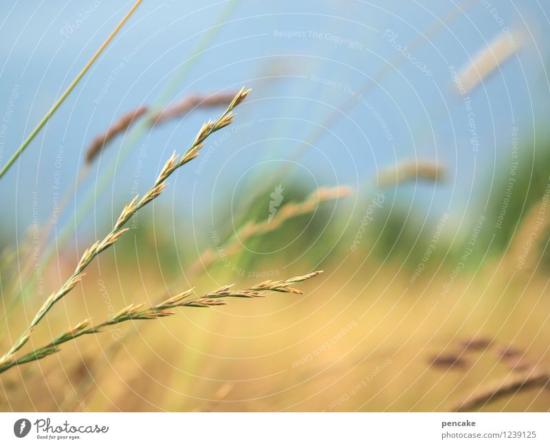 summer wind Nature Landscape Plant Elements Sky Beautiful weather Wind Grass Field Sign Happy Hot Feminine Ease Blade of grass Hay Summer vacation Colour photo