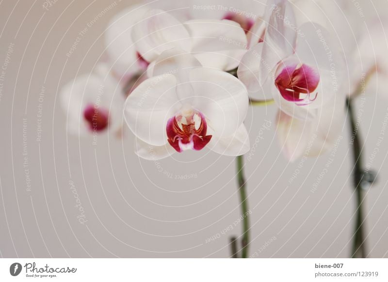 orchids Orchid Flower splendour of orchids floral splendour phalaenopsis phalaenopsis language