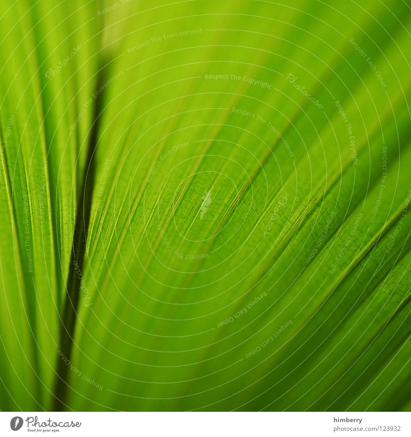 Adventure Background. Green Jungle Stock Image - Image of color