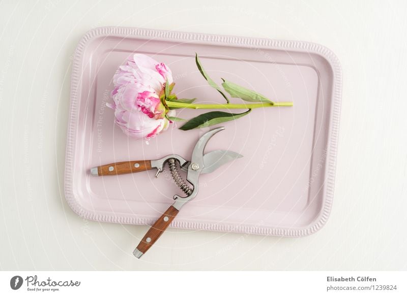 Freshly cut blossomed peony Peony Peonies flower arrangement blossoms Tray Decoration in full bloom pruning shears Claw flowers florist scissors Spring Pink