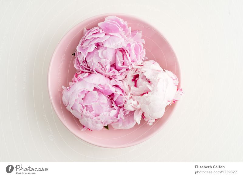 Three peonies Bowl Decoration Flower Blossom Peony Pink in full bloom Pastel tone shell flower arrangement Wellness Colour photo Studio shot Copy Space left