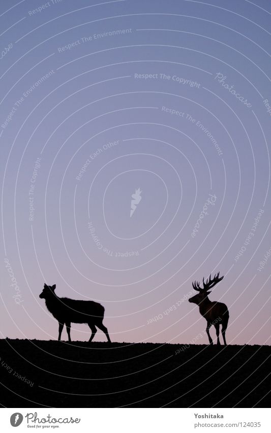 Lonely togetherness Roe deer Antlers Animal 2 Loneliness Calm Infinity Horizon Twilight Longing Together Mammal Transience Love Peace Contrast Evening Sky