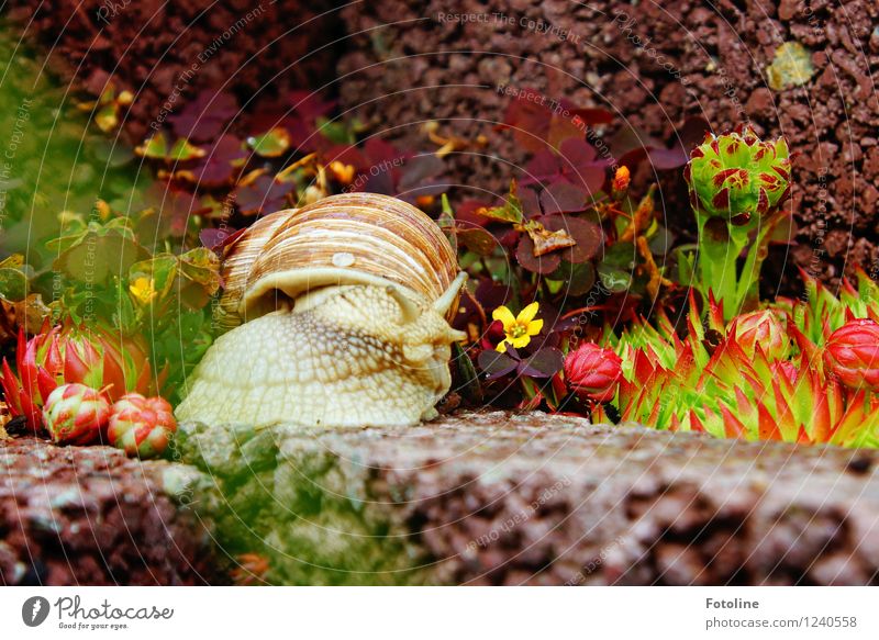 Hey, snail! Environment Nature Plant Animal Garden Snail 1 Small Natural Slimy Brown Green Vineyard snail Large garden snail shell Crawl Rock garden