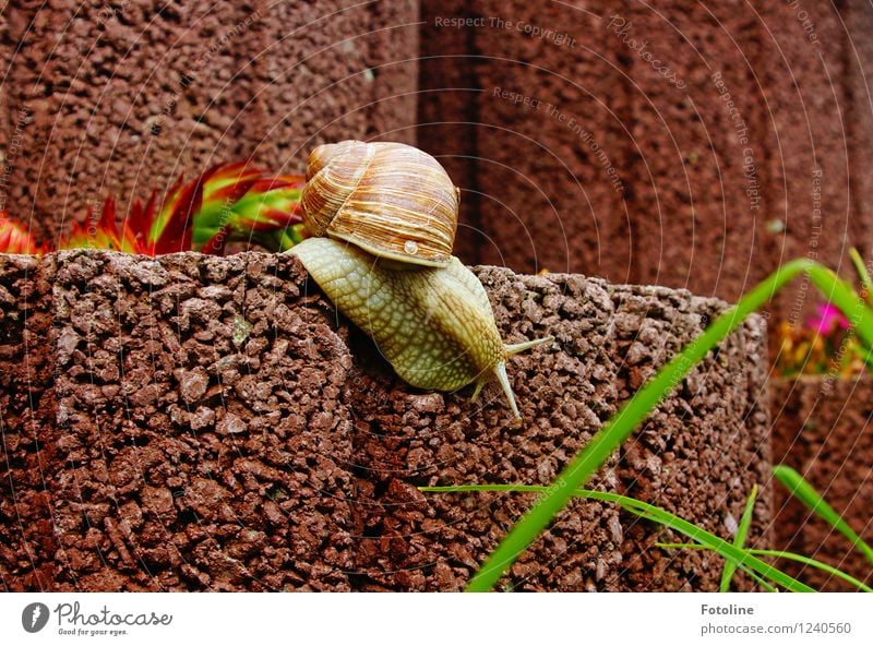 departure Environment Nature Plant Animal Garden Snail 1 Bright Small Natural Slimy Brown Crawl Vineyard snail Large garden snail shell Rock garden