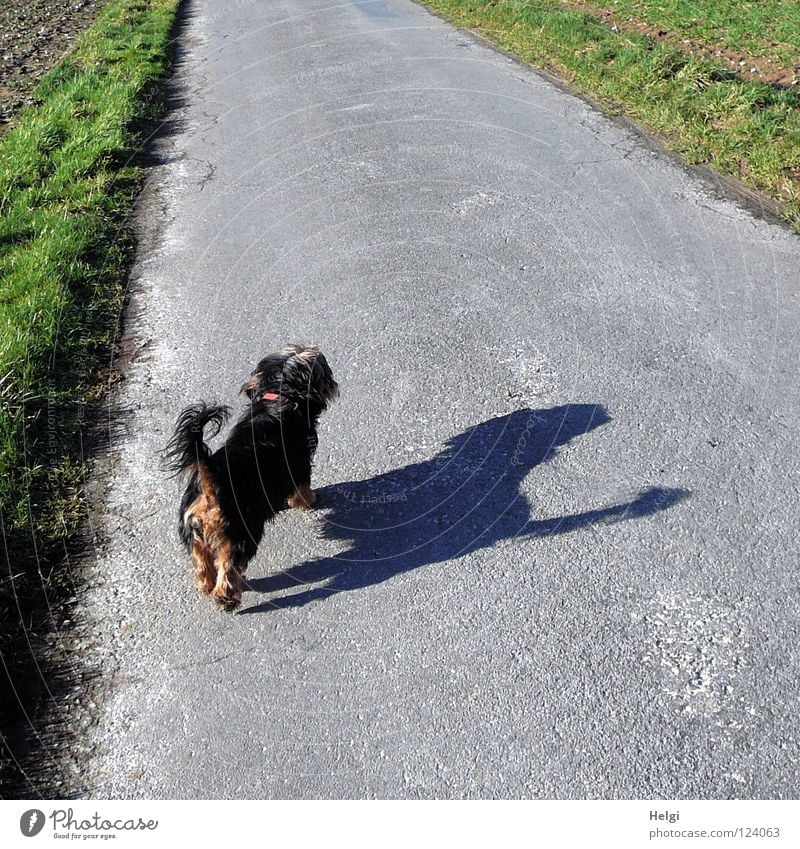 Rear view of a small black dog with a big shadow on a street Dog Crossbreed Dachshund Yorkshire terrier Terrier Small Long-haired Pelt Snout Dog's snout Tails