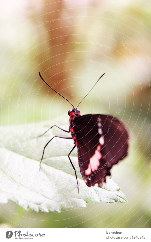 filigree Spring Summer Autumn Plant Bushes Leaf Butterfly Wing Observe Flying Sit Stand Wait Exceptional Exotic Beautiful Green Red Black Feeler Legs Delicate