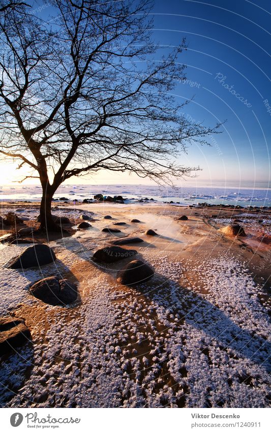 Bare tree in winter on the beach by the sea Vacation & Travel Tourism Sun Beach Ocean Winter Man Adults Horizon Autumn Climate Weather Tree Park Coast Stone