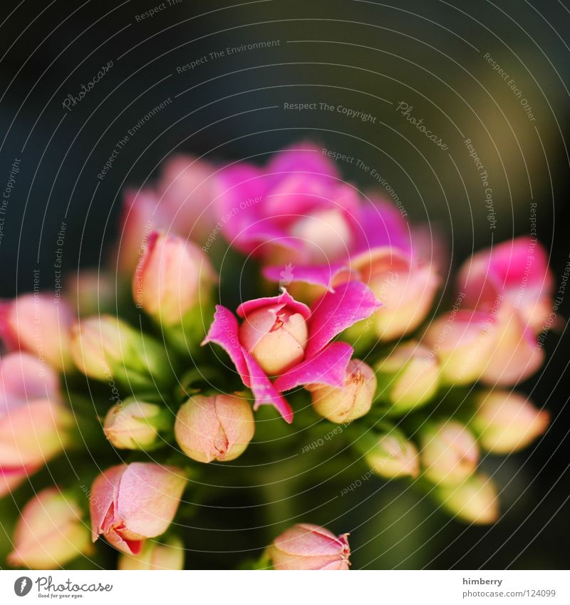 pink panther Flower Blossom White Blossom leave Botany Summer Spring Fresh Growth Plant Pink Background picture Salutation Macro (Extreme close-up) Detail Bud