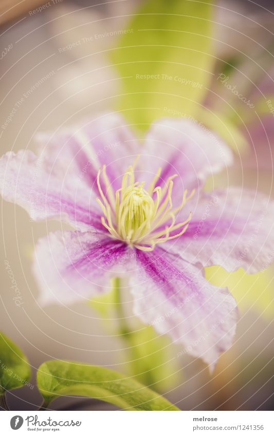pink-purple-green Elegant Style Nature Plant Summer Beautiful weather Flower Leaf Blossom Pot plant Clematis Pistil petals Park Blossoming Relaxation Smiling