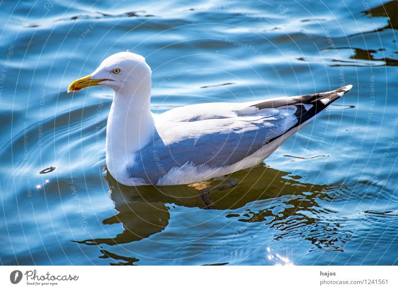 Silver Gull in the Baltic Sea Nature Animal Water Bird Blue Silvery gull Larus argentatus Pontoppidan Seagull Wild seabird marine fauna Widltier floats Swimming