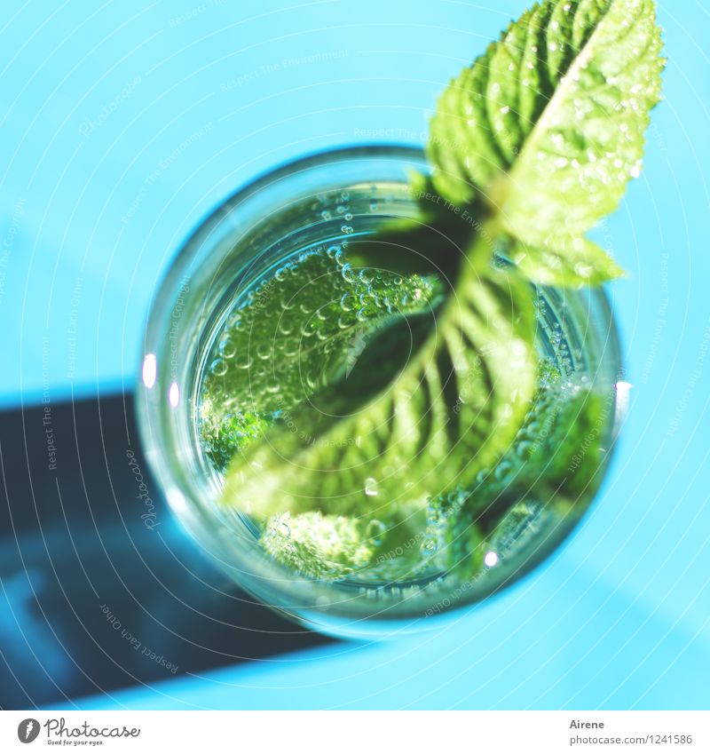 Refreshment coming! Beverage Cold drink Drinking water Mint leaf Cocktail Carbonic acid Glass Bubble Air bubble Tumbler Fresh Green Turquoise Inject Summery
