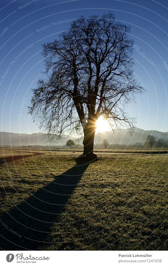 autumn morning Sun Environment Nature Landscape Earth Cloudless sky Autumn Beautiful weather Tree Mountain Canton Freiburg Dreisamtal Baden-Wuerttemberg Germany