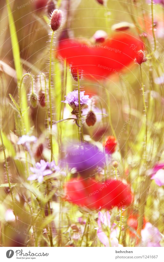 mo(h)ntag is out of focus Nature Plant Spring Summer Beautiful weather Flower Grass Leaf Blossom Wild plant Poppy Garden Park Meadow Blossoming Fragrance Faded