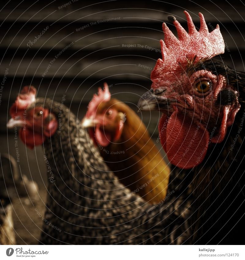 Each one lays an egg quickly, and then death comes. Rooster Barn fowl Feather Bird Animal Punk Independence May 1 Farm Agriculture Laying hen Farm animal