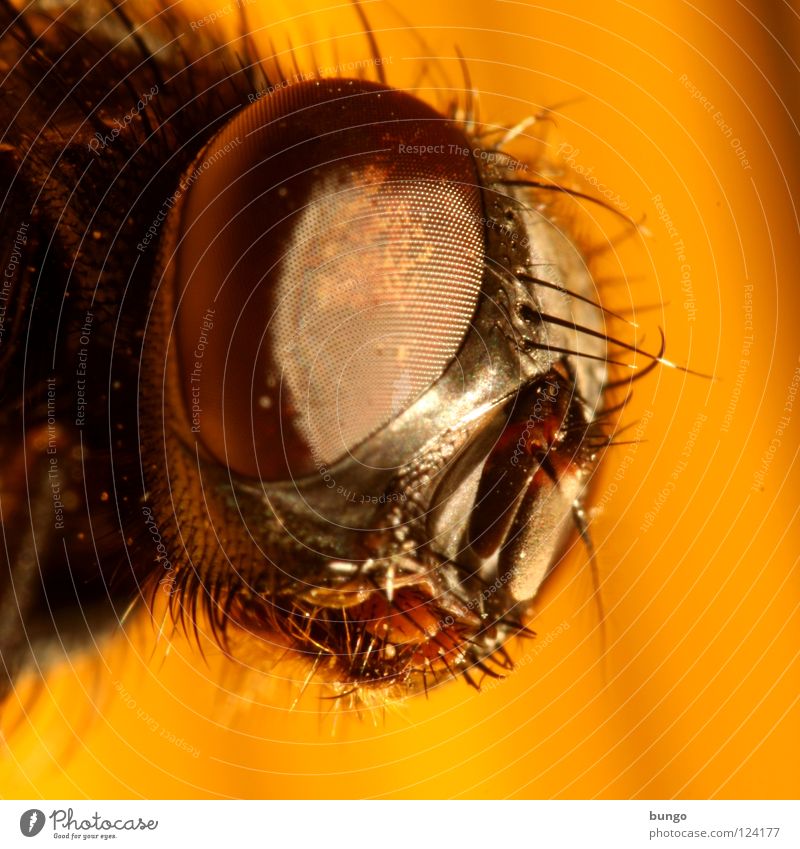 Fly eye Stock Photos, Royalty Free Fly eye Images