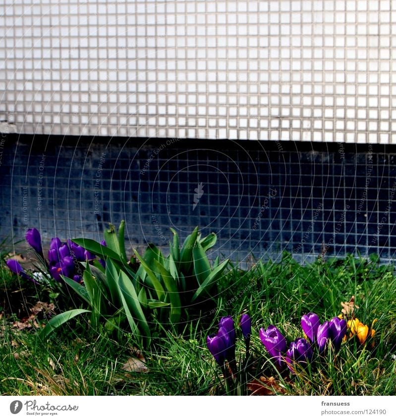 urban spring Flower Crocus Violet Yellow Spring flowering plant Stone Wall (barrier) Black White Meadow Grass Green Underground Mosaic Blossoming