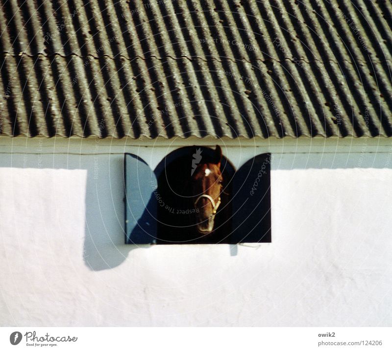 month Animal Wall (barrier) Wall (building) Facade Window Roof Barn Stable Horse 1 Looking Curiosity White Salutation Corrugated sheet iron Horse breeding