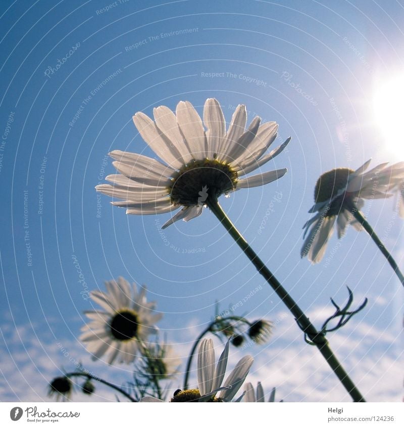 blooming margarites in sunlight in front of a blue sky Flower Blossom Chamomile Camomile blossom Blossoming Stalk Blossom leave Worm's-eye view Growth Clouds