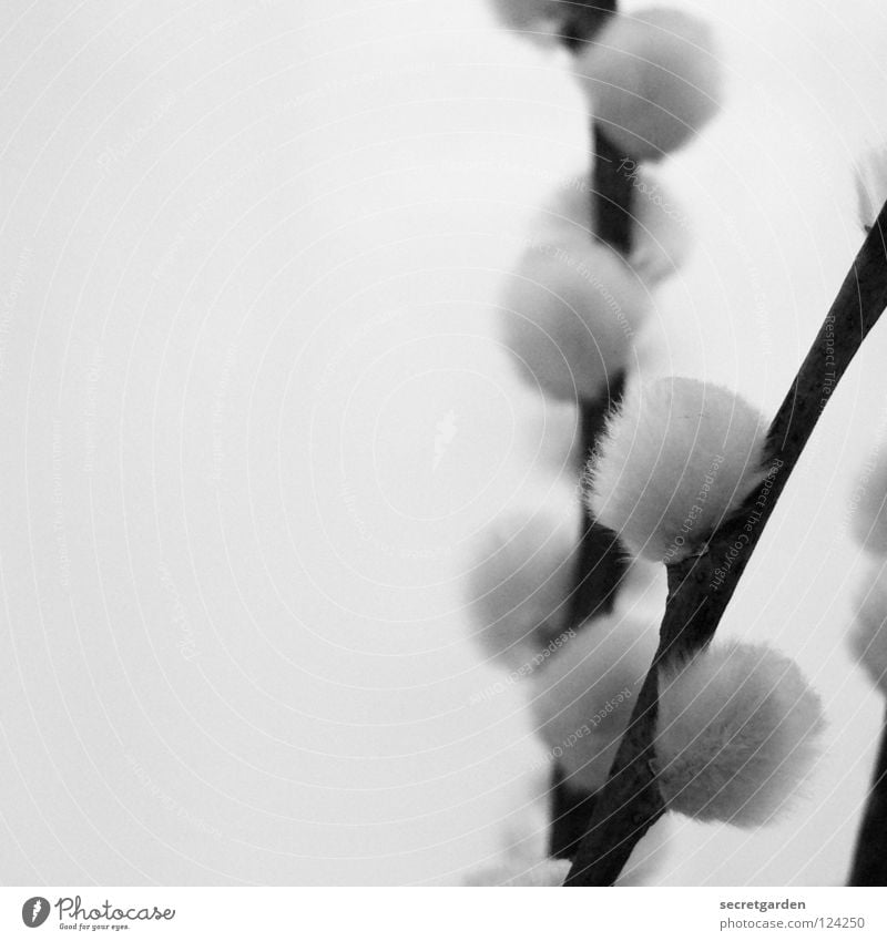 puschel close up Catkin Plant Black White Soft Cuddly Haptic Blur Beautiful Supple Delicate Botany Cute Sweet Still Life Velvety Tiny hair Tuft Fluffy Nature