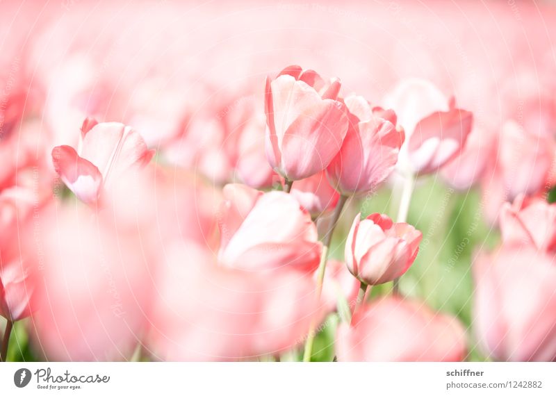Childhood memory | Tulip carpet Plant Flower Blossom Pink Tulip field Tulip blossom Netherlands Bleached Pallid Exterior shot Deserted High-key