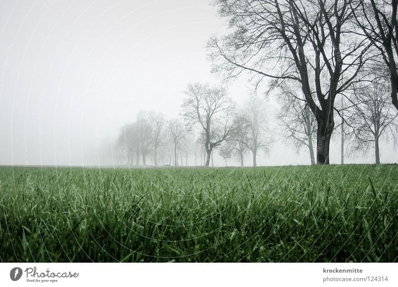 Strange, wandering in the fog. Fog Tree Meadow Autumn Switzerland Rhein valley Green Field Grass To go for a walk Branch Landscape