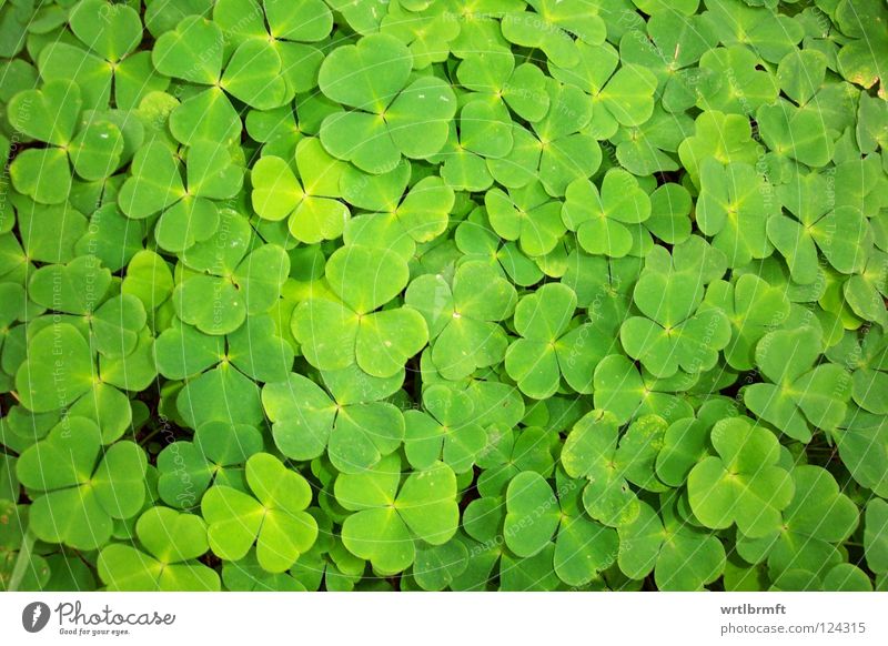 Sweet clover. Four-clover? Happy Nature Meadow Esthetic Success Good Bright Small Many Green Clover Narrow Multiple Good luck charm Sorrel Four-leafed clover
