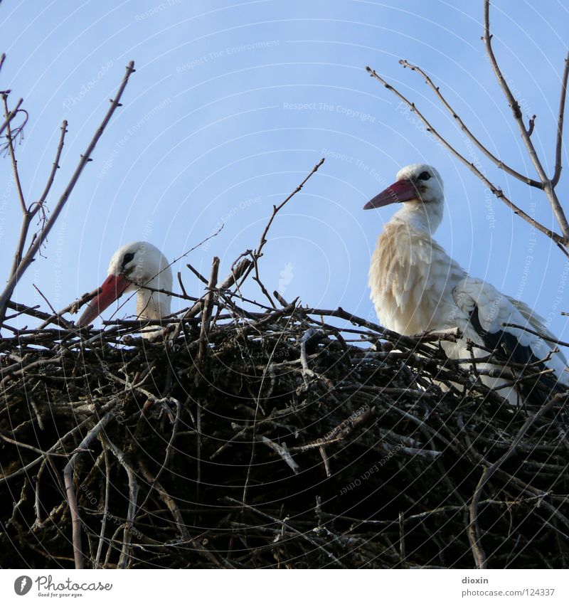 Baby delivery service, employee production Stork White Stork Stride bird Migratory bird Beak Clouds Bird Offspring Nest Bushes Love and security Birth