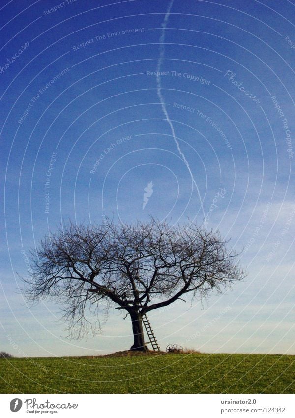 The tree 3 Tree Badlands Dark Field Green Ladder Old Old fashioned Airplane Vapor trail Sky Blue Clouds White Loneliness Far-off places Cold Land Feature