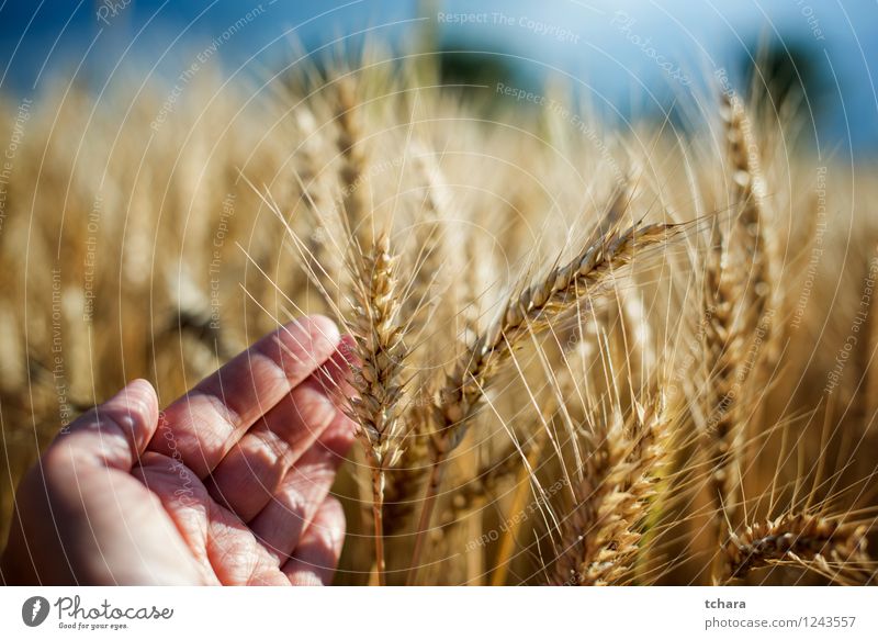 Harvest Beautiful Summer Sun Man Adults Hand Nature Landscape Plant Growth Yellow Gold Wheat field agriculture grain food straw Rural seed Scene Crops cultivate
