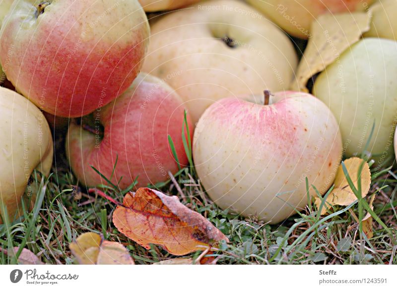 the best of the orchard apples Apple Apple harvest ripe apples Windfall harvest season Supply fruit Winter stock October Fruit garden fruit harvest untreated