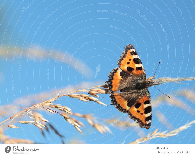 Little Fox Environment Nature Plant Animal Sky Cloudless sky Summer Blade of grass Panicle blossom Butterfly Wing Small tortoiseshell Noble butterfly Insect 1